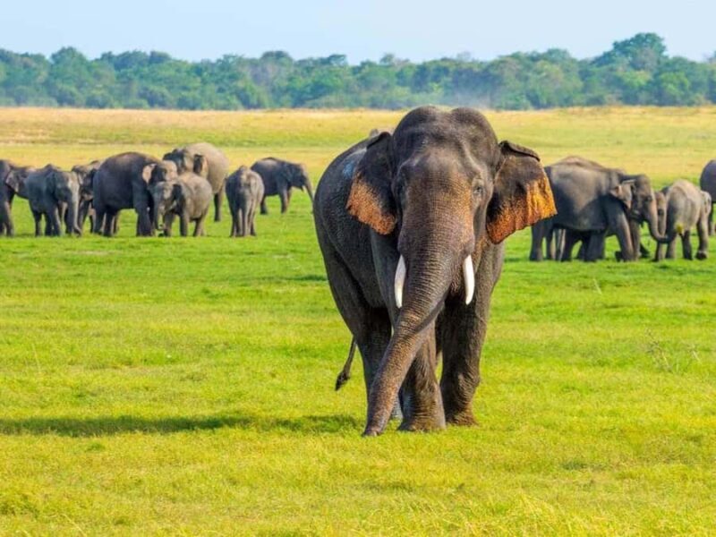 From Sigiriya: Minneriya National Park Eco Jeep Safari - An Honest Look at the Experience