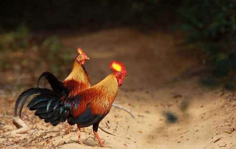 From Sigiriya: Minneriya National Park Elephant Safari - FAQ