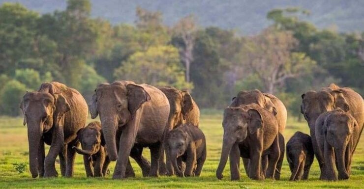 From Sigiriya: Minneriya National Park Elephant Safari - Safari Experience Highlights