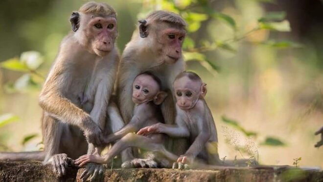 From Sigiriya: Minneriya National Park Elephant Safari - Customer Reviews and Ratings