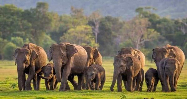From Sigiriya: Minneriya National Park Elephant Safari - Ethical Wildlife Practices