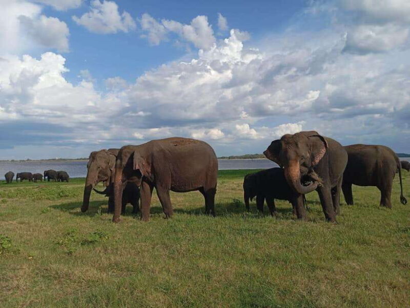 From Sigiriya: Minneriya National Park Half-Day Jeep Safari - FAQ