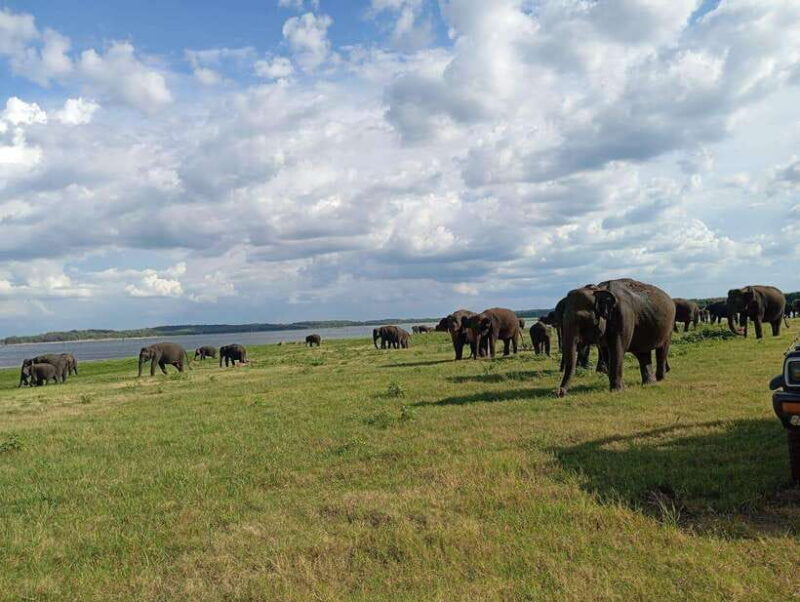 From Sigiriya: Minneriya National Park Half-Day Jeep Safari - Introduction: What to Expect from This Safari Experience