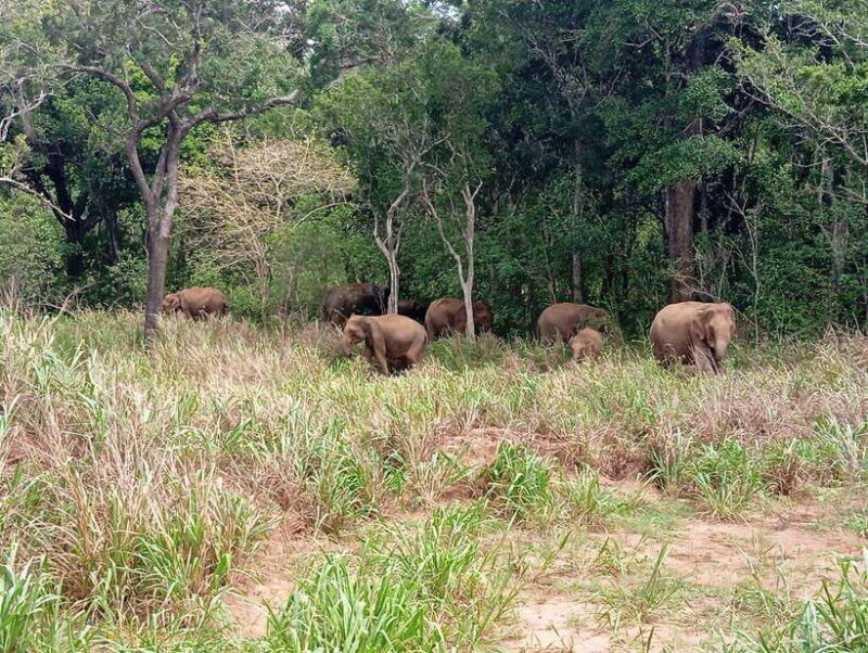From Sigiriya: Minneriya National Park Half-Day Jeep Safari - Breaking Down the Itinerary