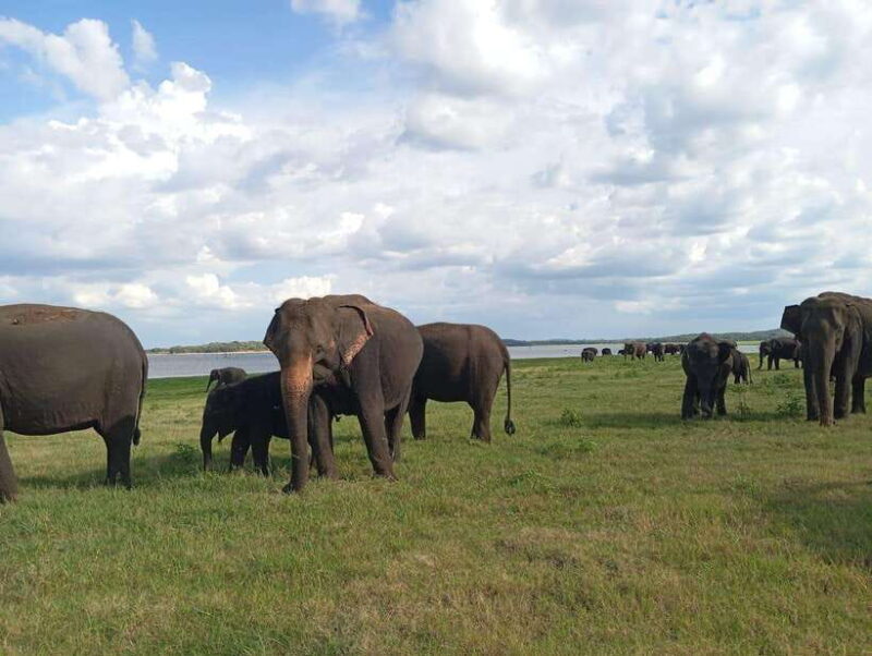 From Sigiriya: Minneriya National Park Half-Day Jeep Safari - Authentic Insights from Travelers