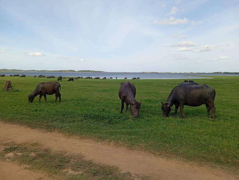 From Sigiriya: Minneriya National Park Half-Day Jeep Safari - FAQ