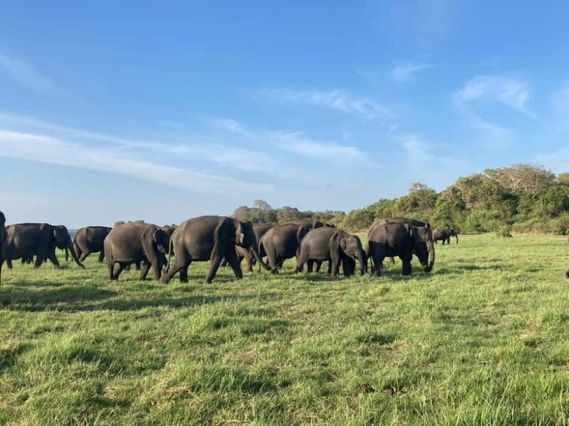 From Sigiriya: Minneriya National Park Private Jeep Safari - Who Would Love This Experience?