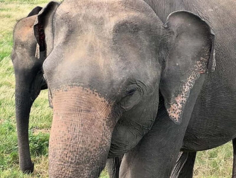 From Sigiriya: Minneriya National Park Private Jeep Safari - Final Thoughts