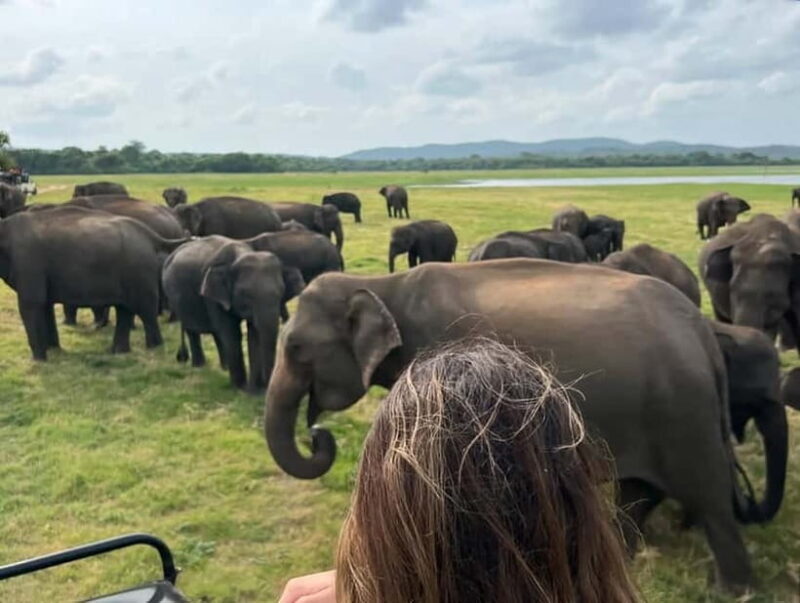 From Sigiriya: Minneriya National Park Private Jeep Safari - Final Thoughts