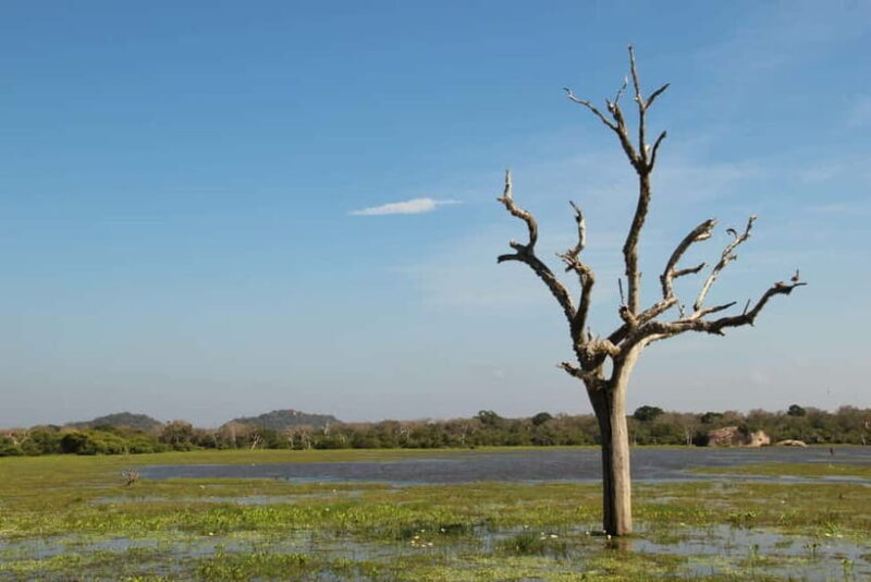 From Sigiriya: Private 4X4 Safari to Where the Elephants Are - Good To Know