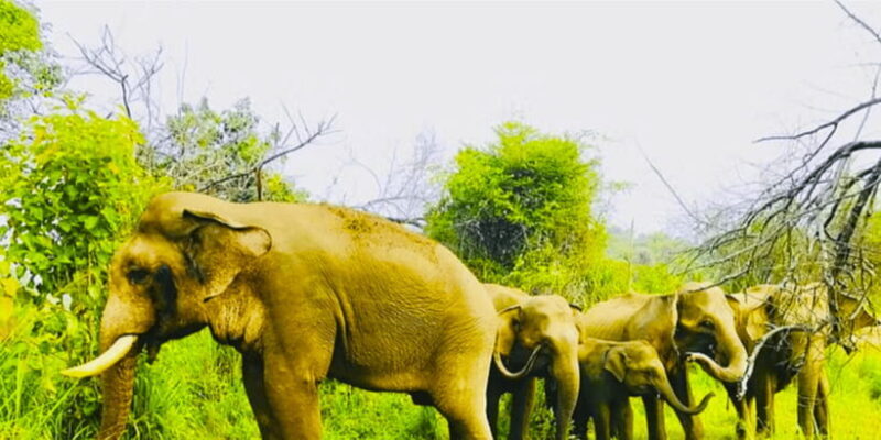 From Sigiriya: Private 4X4 Safari to Where the Elephants Are - The Sum Up