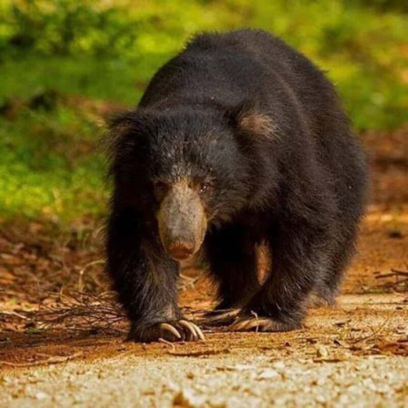 From Sigiriya: Wasgamuwa National Park Safari Adventure - Good To Know