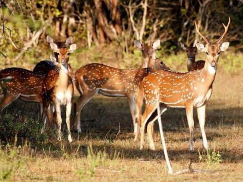 From Sigiriya: Wasgamuwa National Park Safari Adventure - Detailed Itinerary Breakdown