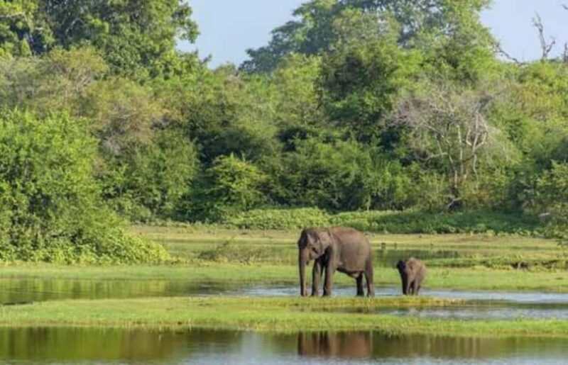 From Sigiriya: Wasgamuwa National Park Safari Adventure - Final Thoughts