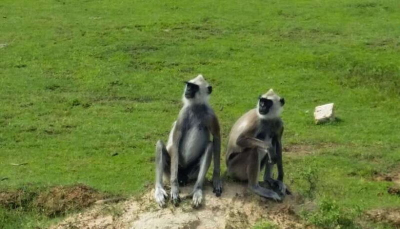 From Sigiriya: Wilpattu National Park Private Jeep Safari - Why Choose the Wilpattu National Park Safari?