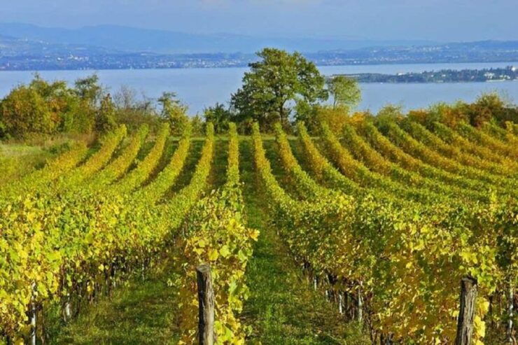 From Sirmione: Lugana Wine Tour - Booking Information