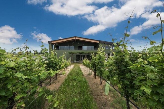 From Sirmione: Lugana Wine Tour - Itinerary