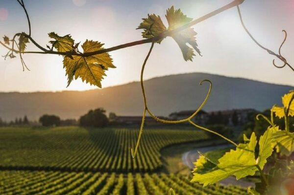 From Sirmione: Lugana Wine Tour - Directions