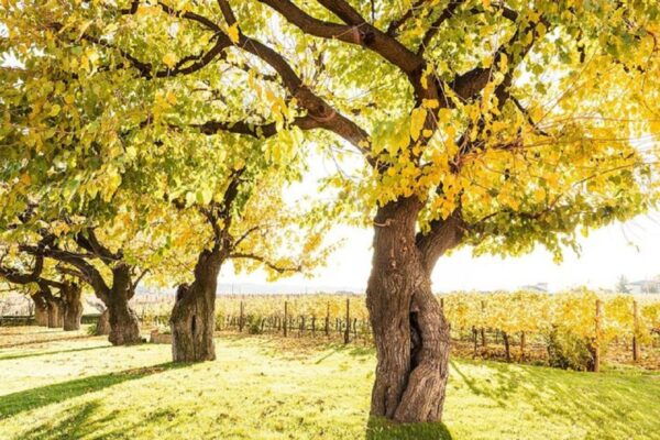 From Sirmione: Lugana Wine Tour - Frequently Asked Questions
