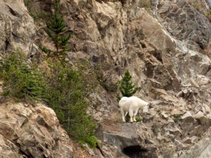 From Skagway: White Pass and Yukon Suspension Bridge Tour - Activity Details and Logistics