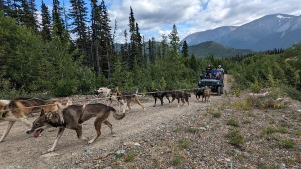 From Skagway: Yukon Sled Dog Mushing & White Pass Combo - The Sum Up