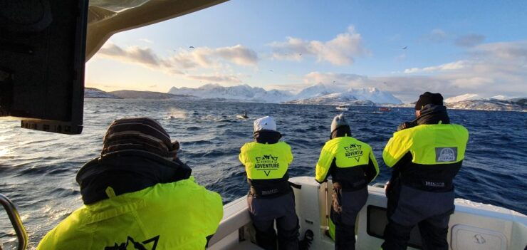 From Skjervøy: Whale-Watching Cruise With a Heated Cabin - Booking Information