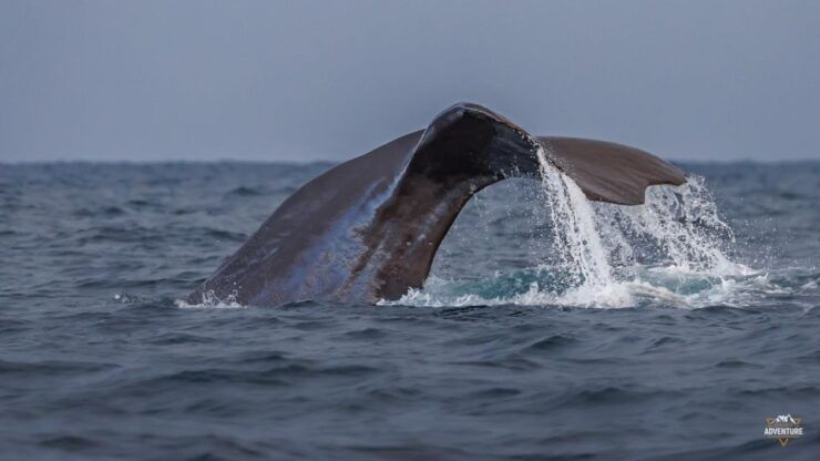 From Skjervøy: Whale-Watching Cruise With a Heated Cabin - Tour Details