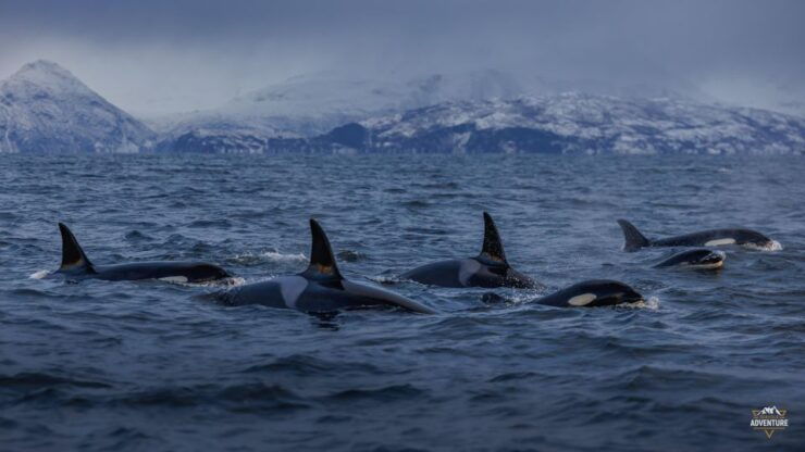 From Skjervøy: Whale Watching in a Heated Cabin Cruiser - Booking and Cancellation Policy