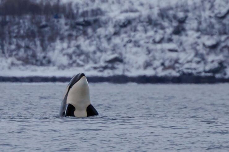 From Skjervøy: Whale Watching in a Heated Cabin Cruiser - Duration, Availability, and Tour Features