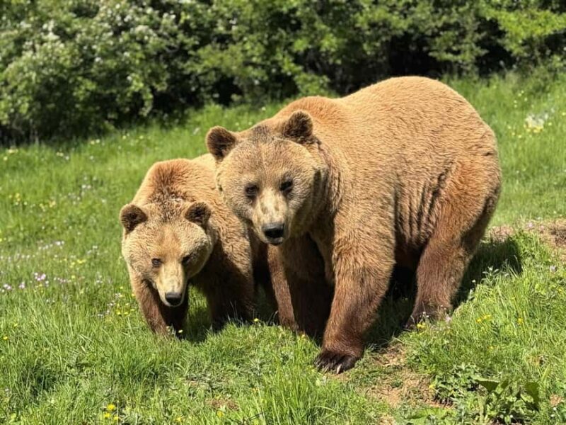 From Skopje:Day Trip to Pristina,Bear Sanctuary&Gadime Cave - Practical Tips for Travelers