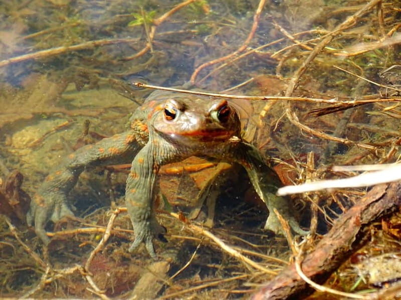 From Sofia: One-Day Tour of Vitosha Mountain - FAQ