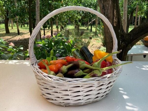 From Sorrento: Cooking Class in Lemon Grove - Exploring Sorrentos Culinary Heritage
