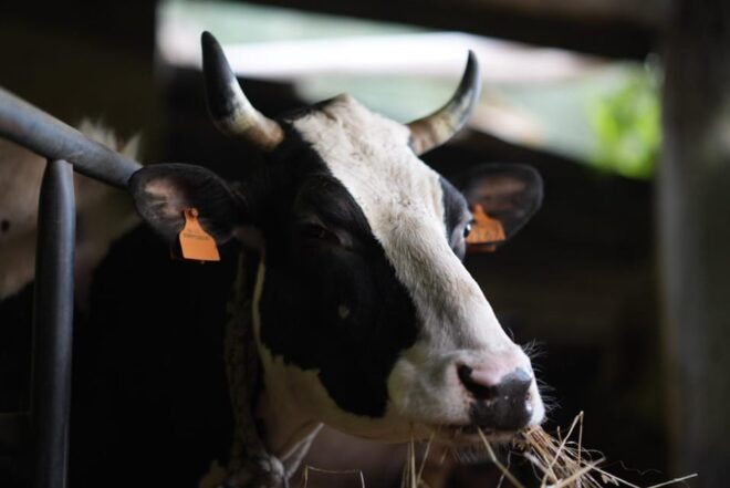 From Sorrento: Food Immersion in Farmhouse & Cooking Class - Details of the Cooking Class