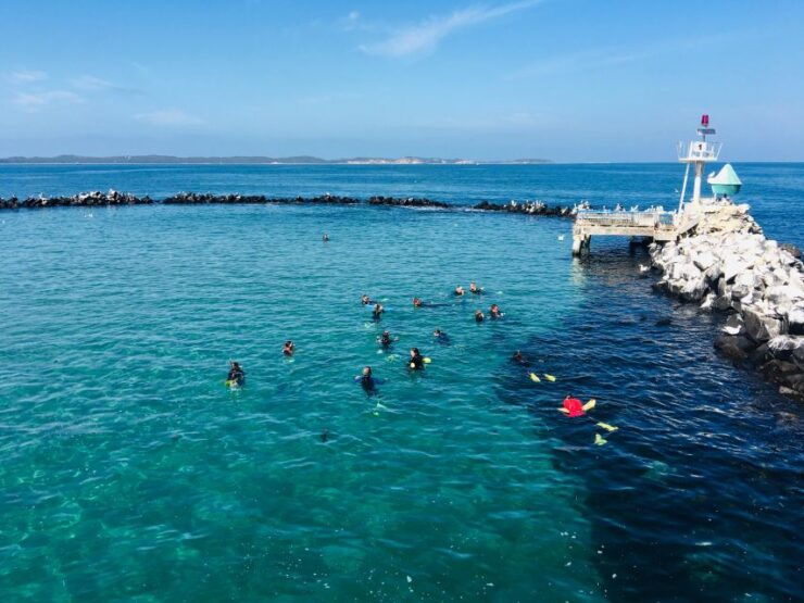 From Sorrento: Half-Day Cruise With Dolphins & Seals Snorkel - Activity Details