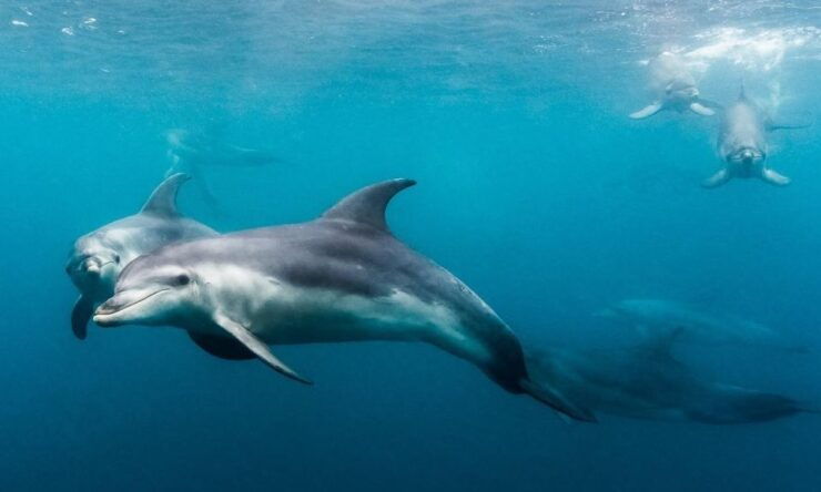 From Sorrento: Half-Day Cruise With Dolphins & Seals Snorkel - Experience Highlights