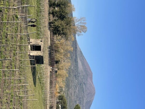 From Sorrento: Pompeii & Wine Tasting Private Tour by Car - Frequently Asked Questions