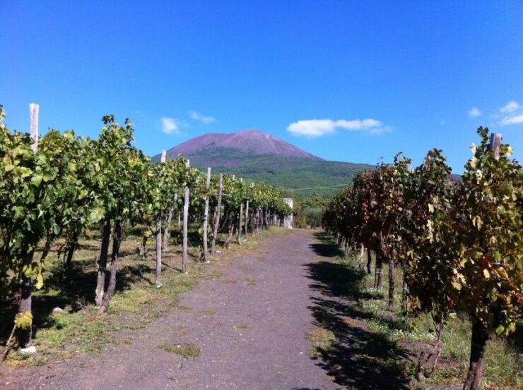 From Sorrento: Skip-the-Line Guided Vesuvius Hike and Lunch - Customer Experience