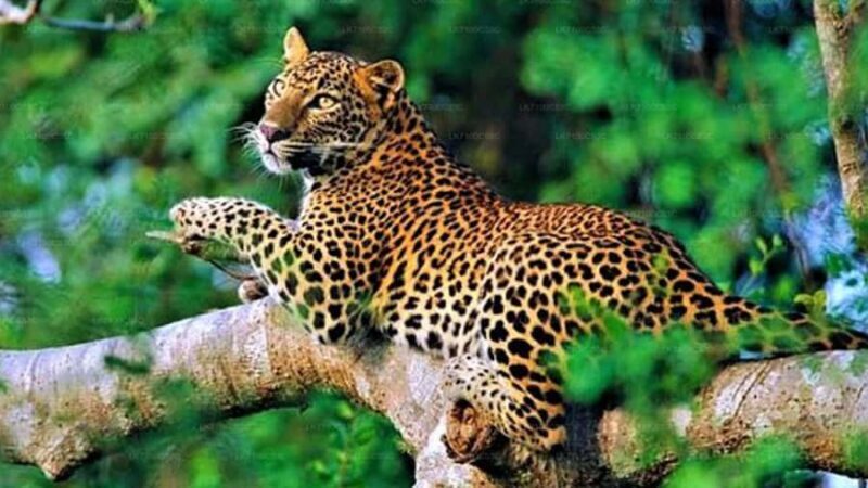 From South Coast: Sinharaja Rainforest Day Trip - Good To Know