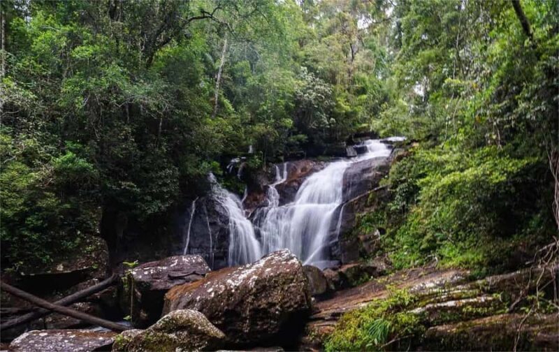 From South Coast: Sinharaja Rainforest Day Trip - What to Expect During the Tour