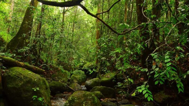 From South Coast: Sinharaja Rainforest Day Trip - The Practicalities