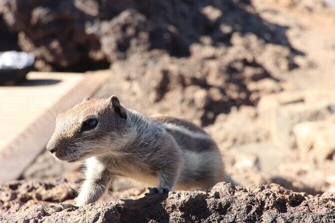 From South Fuerteventura 4x4 Tour Corralejo Dunes and El Cotillo - Final Thoughts