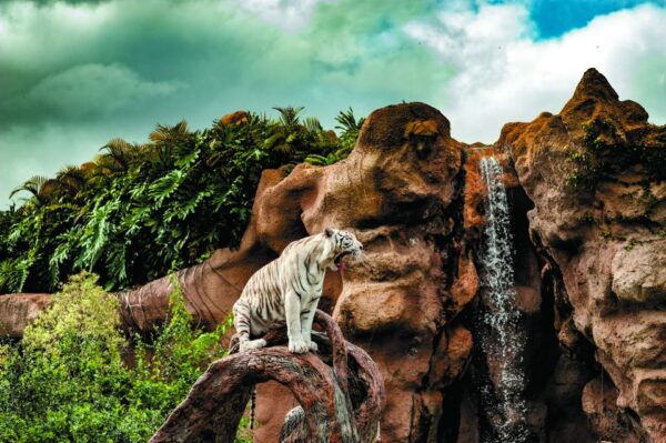 From South Tenerife: Loro Park Zoo Ticket & Hotel Transfers - Tips for a Smooth Visit