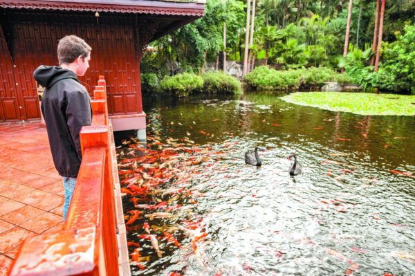 From South Tenerife: Loro Park Zoo Ticket & Hotel Transfers - Common Questions