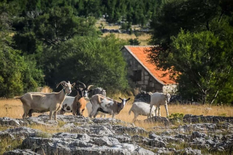 From Split: Private Guided ATV Tour with Lunch - Good To Know