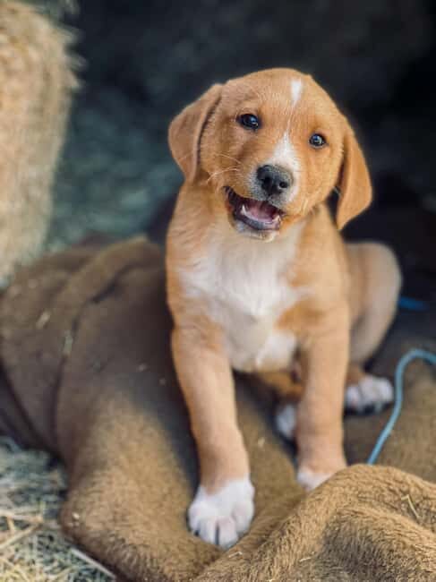 From Split: Sinj's Alka, Eye of the Earth, & Rural Day Trip - Dive Into Rural Life and Croatian Traditions