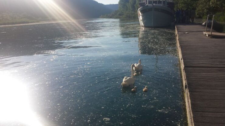 From Split & Trogir:Krka Waterfalls, PrimošTen Swimming Time - Activity Highlights