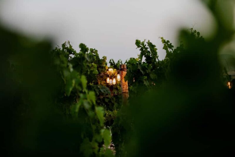 From Split: Vineyard Tour with Wine Tasting - Good To Know