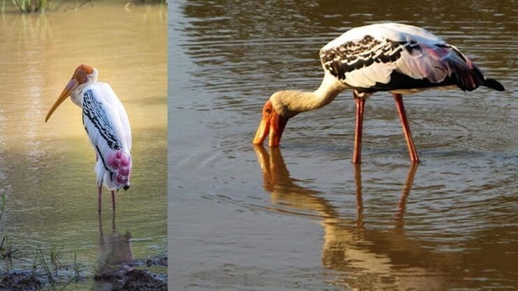 From Sri Lanka Two Day Wildlife & Culture Tour - Good To Know