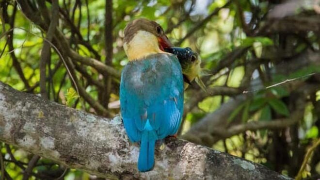 From Sri Lanka Two Day Wildlife & Culture Tour - Day 2 Itinerary Highlights