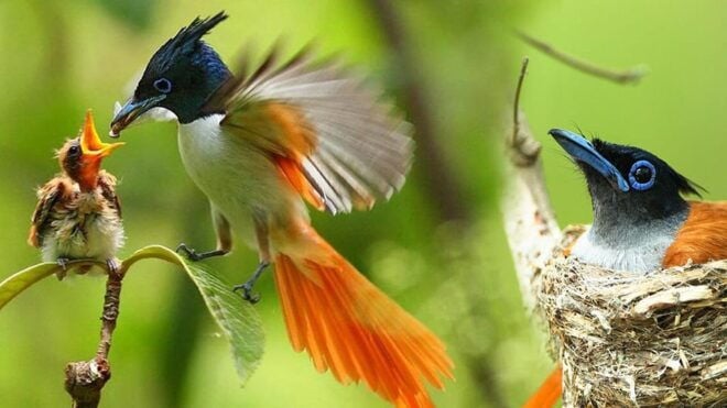 From Sri Lanka Two Day Wildlife & Culture Tour - Transportation and Group Details